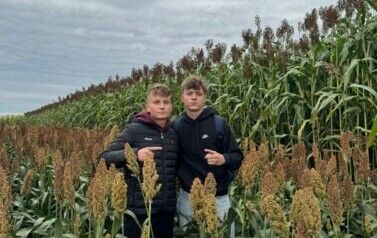 Dzień sorgo 1