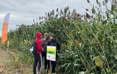 Dzień sorgo 6