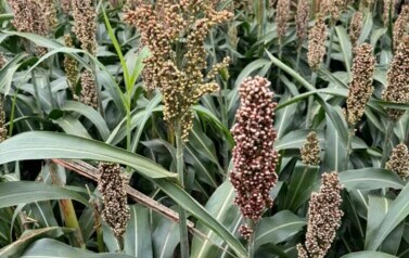 Dzień sorgo 13