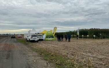 Dzień sorgo 14