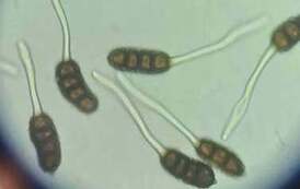 Wizyta na Uniwersytecie Przyrodniczym 4