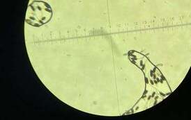 Wizyta na Uniwersytecie Przyrodniczym 5