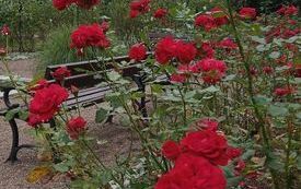 Wycieczka klasy IITF do Ogrodu Botanicznego 5