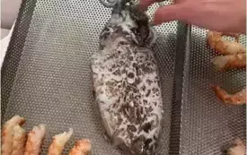 Dlaczego warto jechać na praktykę zagraniczną? Moje refleksje z Rimini 8